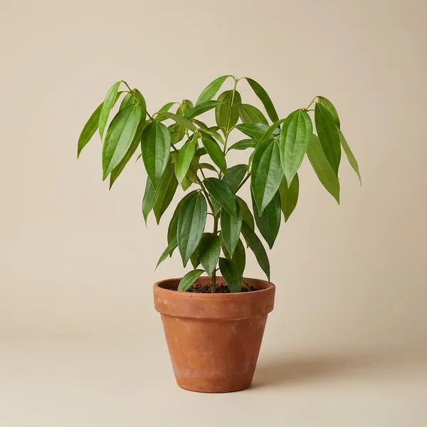 Green_Tejpata_Plant_For_Outdoor