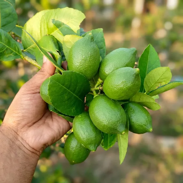 Green_Lemon_Plant_For_Outdoor