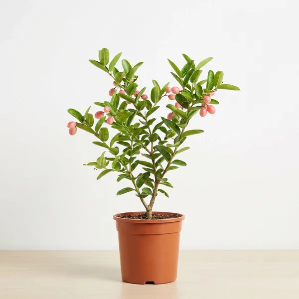 Pink_Kormocha_Plant_For_Outdoor