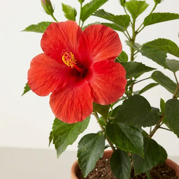 Red_Hibiscus_Plant_For_Outdoor