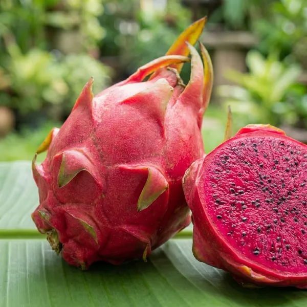 Red_Pink_Dragon_Fruit_For_Outdoor