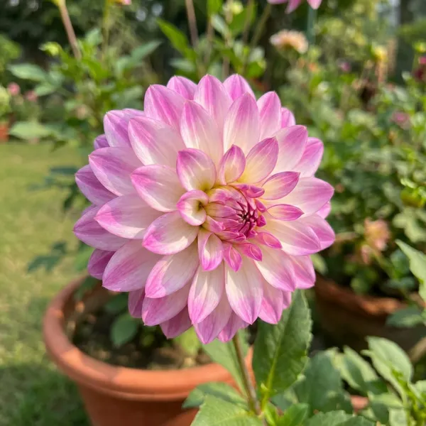 Light_Blue_Dahlia_Flower_Plant_For_Outdoor