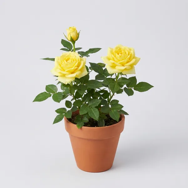 Yellow_Rose_For_Outdoor