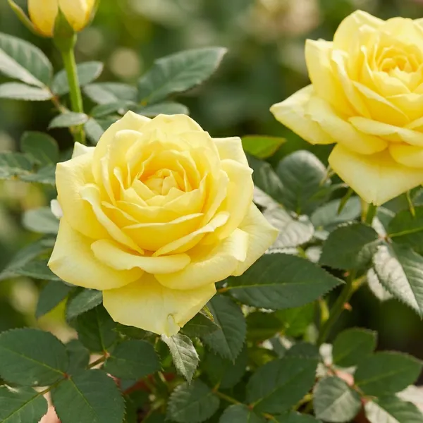 Yellow_Rose_For_Outdoor