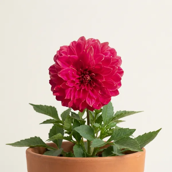 Red_Pink_Dahlia_Flower_Plant_For_Indoor