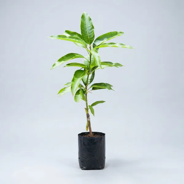 Yellow_Mango_Plant_For_Outdoor