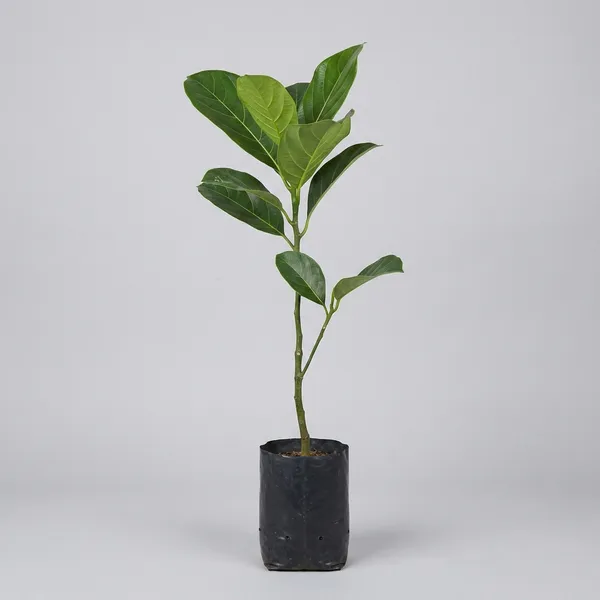 Green_Yellow_Jackfruit_Plant_For_Outdoor