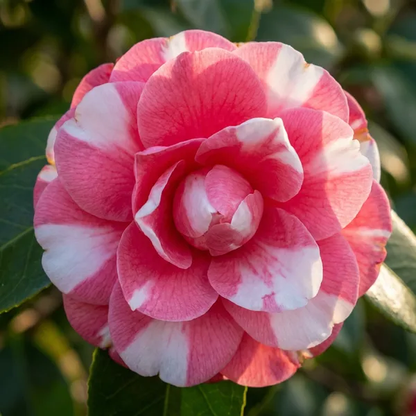 Pink_Camelia_Plant_For_Outdoor