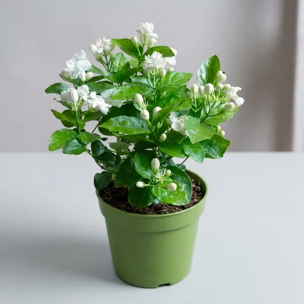 Premium_White_Jasmine_(Mogra)_Live_Plant_-_Sweet_Fragrance