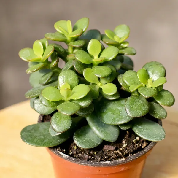 Green_Zade_Plant_For_Indoor