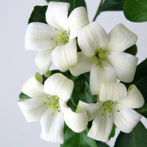 White_Kamini_Plant_For_Indoor