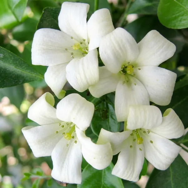 White_Kamini_Plant_For_Indoor