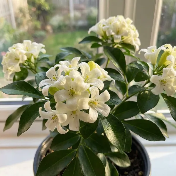 White_Kamini_Flower_Plant_For_Indoor