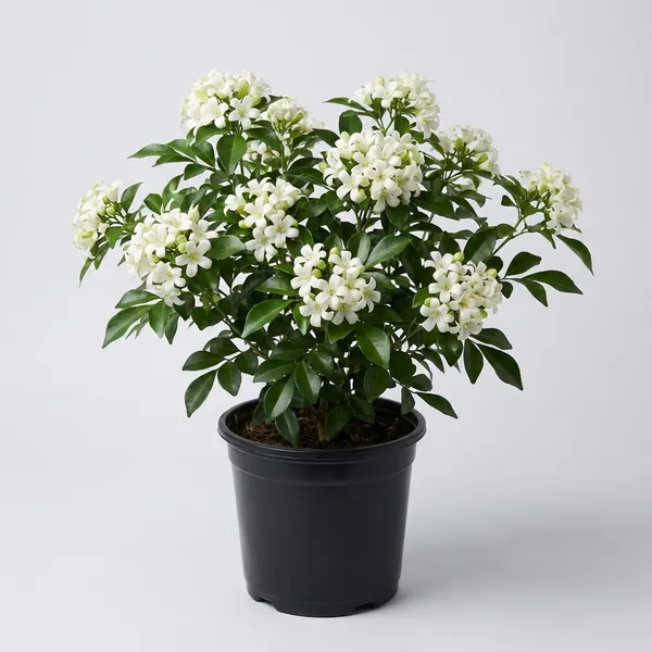 White_Kamini_Flower_Plant_For_Indoor