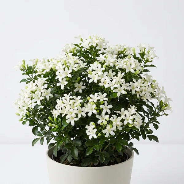 White_Kamini_Flower_Plant_For_Indoor