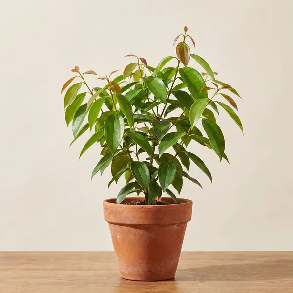 Green_Tejpata_Plant_For_Outdoor