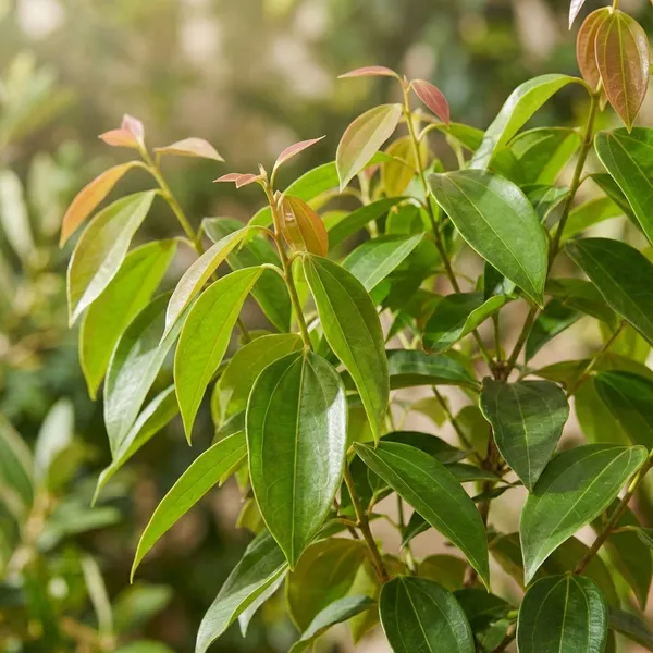 Green_Tejpata_Plant_For_Outdoor