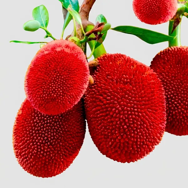 Red_Jackfruit_Plant_For_Outdoor