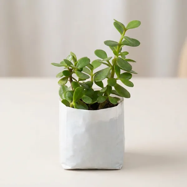 Green_Elephant_Bush_Live_Plant_Portulacaria_Afra_Mini_Jade_Succulent_For_Home_Office_Indoor