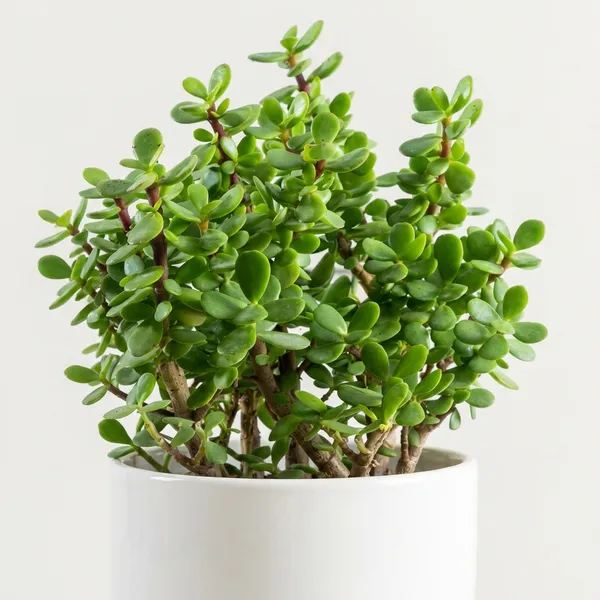 Green_Zade_Plant_For_Indoor