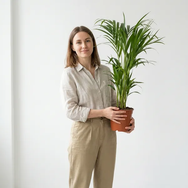 Green_Areca_Palm_Plant_For_Indoor