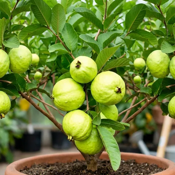 Green_Hybrid_Guava_Plant_For_Outdoor