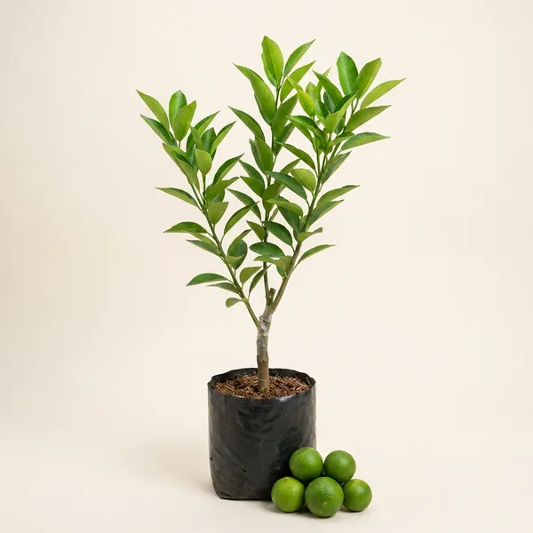Green_Grafted_Malta_Mosambi_Fruit_Plant_Sweet_Lime_Live_For_Home_Garden_Fast_Growing_Citrus_Outdoor