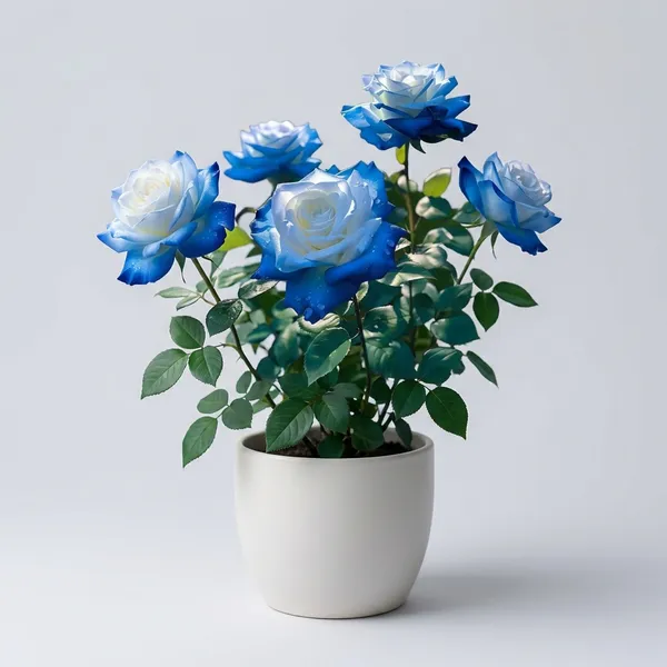 Blue_White_Rose_Plant_For_Outdoor