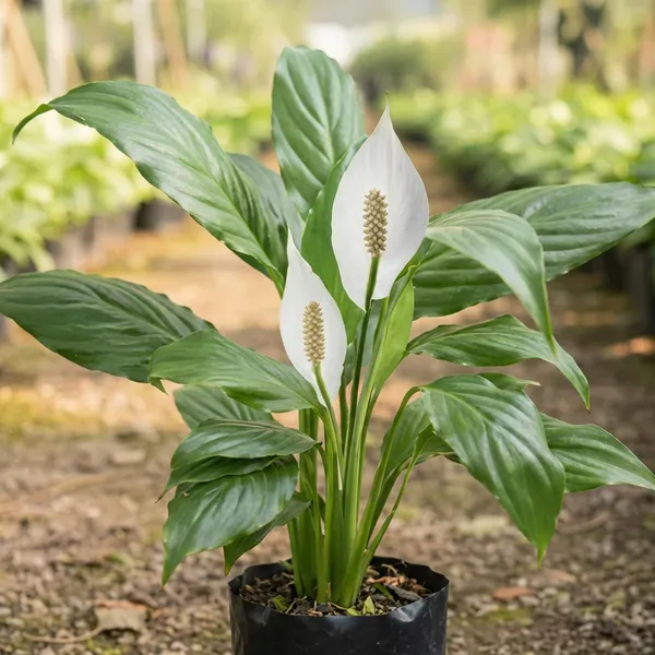 Green_White_Lily_Plant_For_Indoor