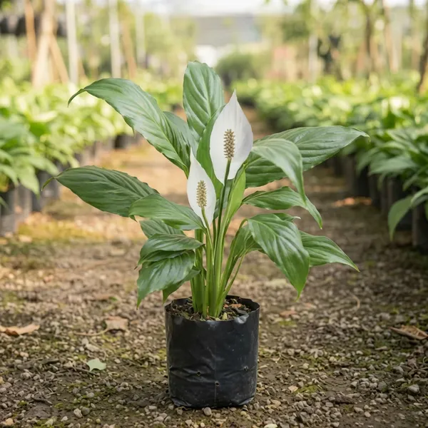 Green_White_Lily_Plant_For_Indoor