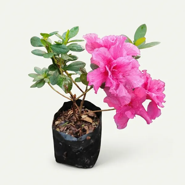 Pink_Live_Azalea_Plant_Premium_Flowering_Shrub_For_Outdoor