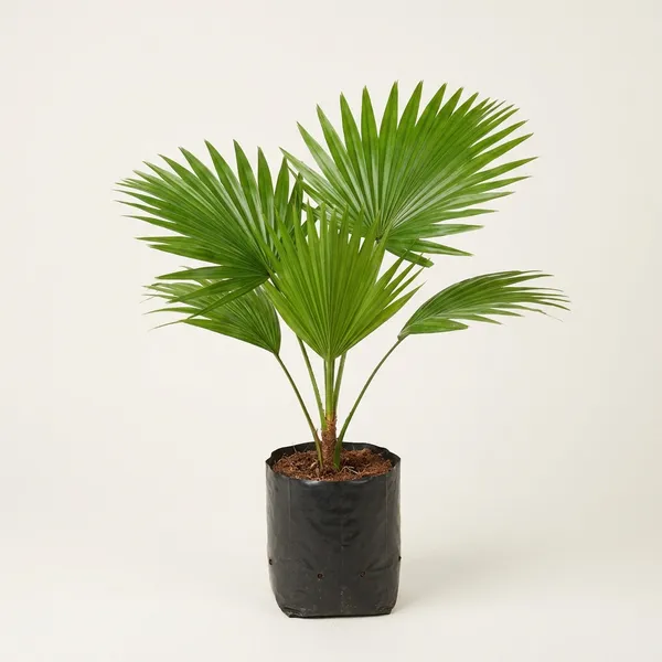 Green_China_Palm_Tree_Plant_For_Indoor