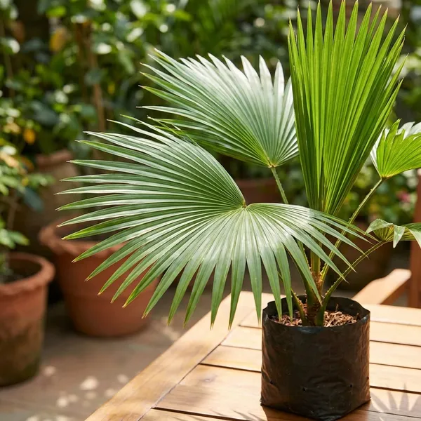 Green_China_Palm_Tree_Plant_For_Indoor
