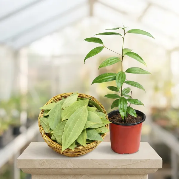 Green_Tejpatta_Live_Plant_Indian_Bay_Leaf_Fresh_For_Home_Gardening_Medicinal_Aromatic_Easy_To_Grow_Indoor