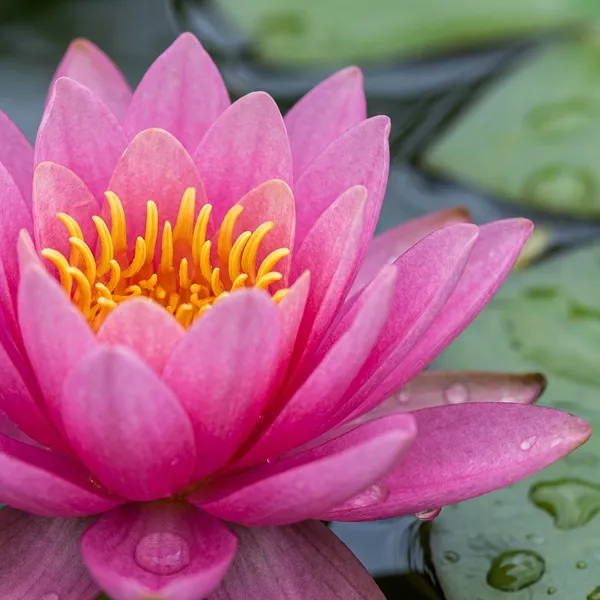 Pink_Lotus_Seeds_For_Planting_15_Pack_Outdoor