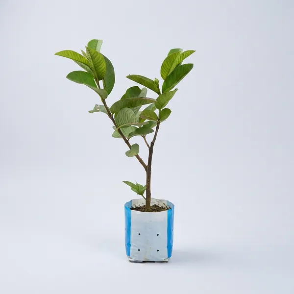 Green_All_Time_Hybrid_Guava_Amrood_Live_Plant_High_Yielding_Sweet_Fruit_Fast_Growing_Home_Garden_1_Healthy_For_Outdoor
