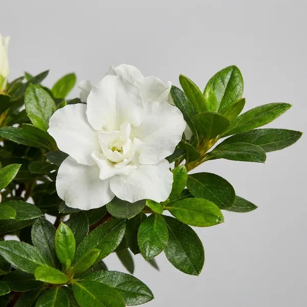 Green_White_Azalea_Flower_Plant_For_Outdoor