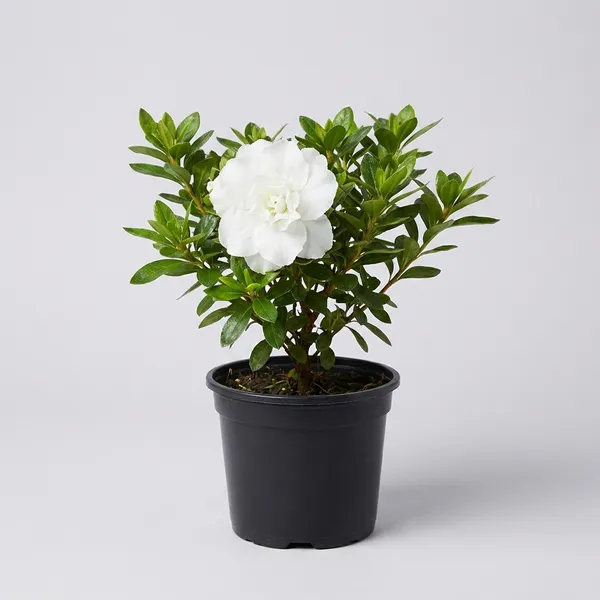 Green_White_Azalea_Flower_Plant_For_Outdoor