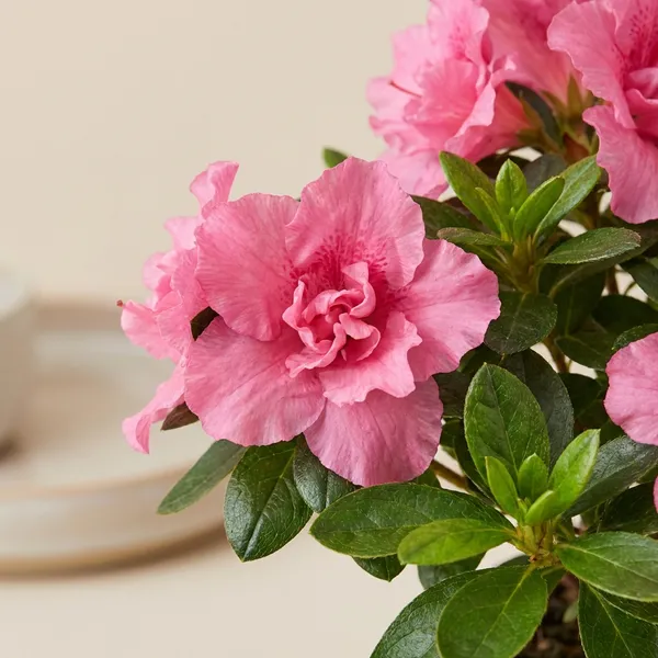 Pink_Live_Azalea_Flower_Plant_For_Indoor