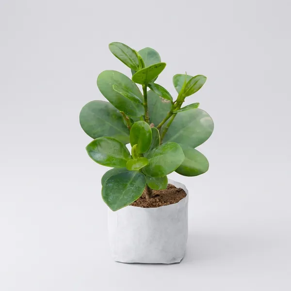 Green_Premium_Ficus_Compacta_Live_Plant_Air_Purifying_Healthy_Nursery_Grown_Sapling_For_Indoor