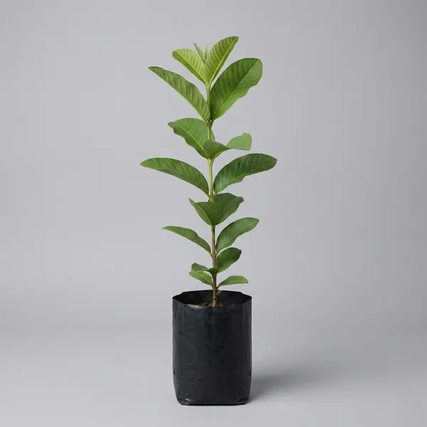 Green_All_Time_Guava_Amrood_Fruit_Plant_For_Outdoor
