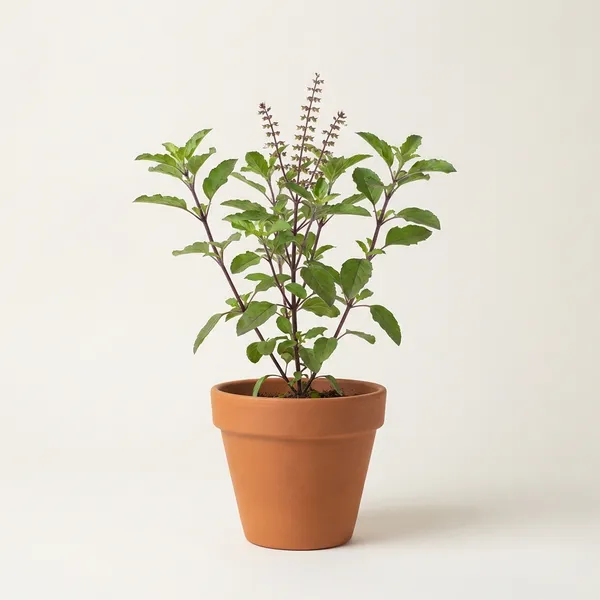 Green_Live_Tulsi_Plant_Holy_Basil_Healthy_Medicinal_Auspicious_For_Home_Garden_Outdoor