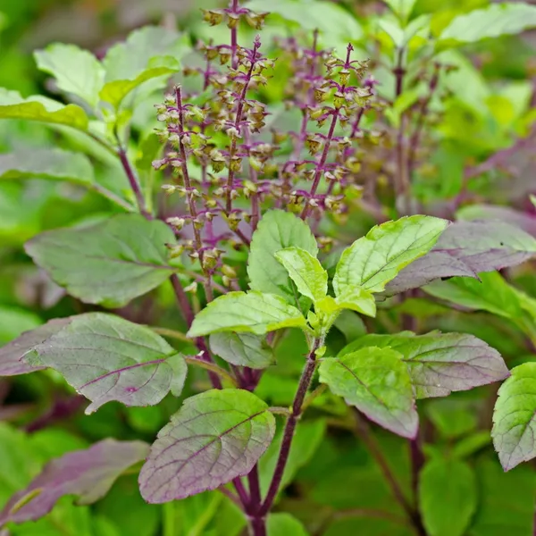 Green_Live_Tulsi_Plant_Holy_Basil_Healthy_Medicinal_Auspicious_For_Home_Garden_Outdoor