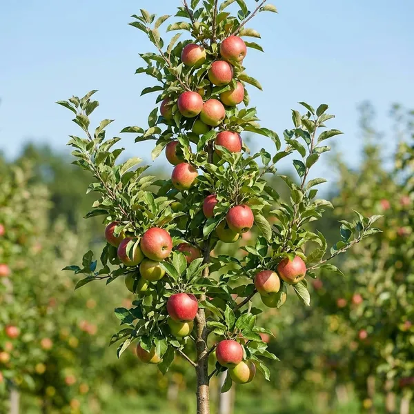 Red_Hrmn_99_Low_Chilling_Apple_Live_Fruit_Plant_Grafted_Hybrid_For_Home_Garden_Outdoor
