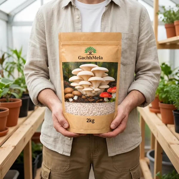 White_Premium_Oyster_Mushroom_Seeds_Spawn_Fresh_High_Yield_Gachhmela_For_Outdoor