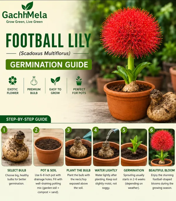Giant_Football_Lily_Flower_Bulbs_–_Pack_of_2_Premium_Bulbs_for_Home_Gardening