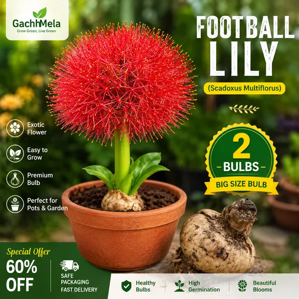 Giant_Football_Lily_Flower_Bulbs_–_Pack_of_2_Premium_Bulbs_for_Home_Gardening