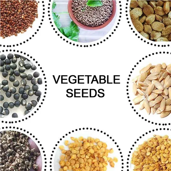 15_Varieties_of_Vegetable_Seeds_Combo_(1_Pkt._/_15_Varieties)