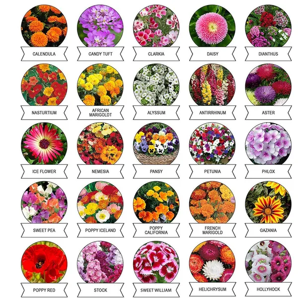 Seeds_20_Varieties_of_Flower_Seeds_Combo_(1_Pkt_/_20_Varieties)