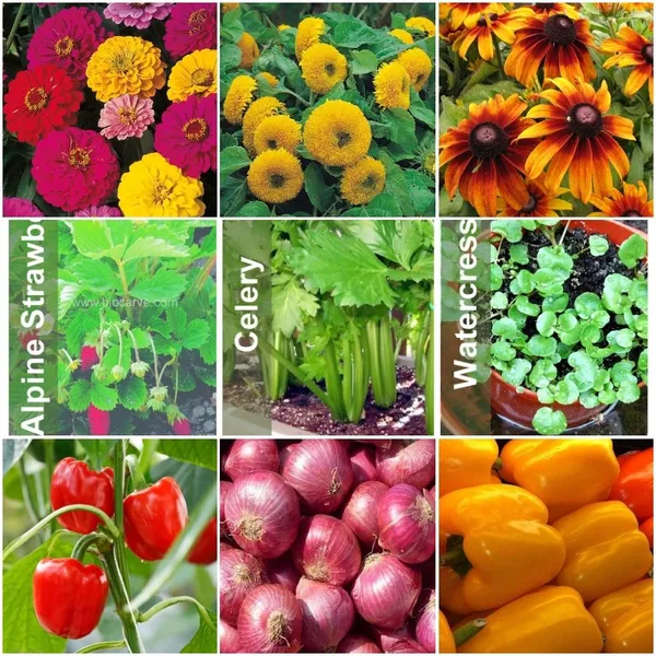 Seed_Kit_Flowers_Vegetables_And_Herbs